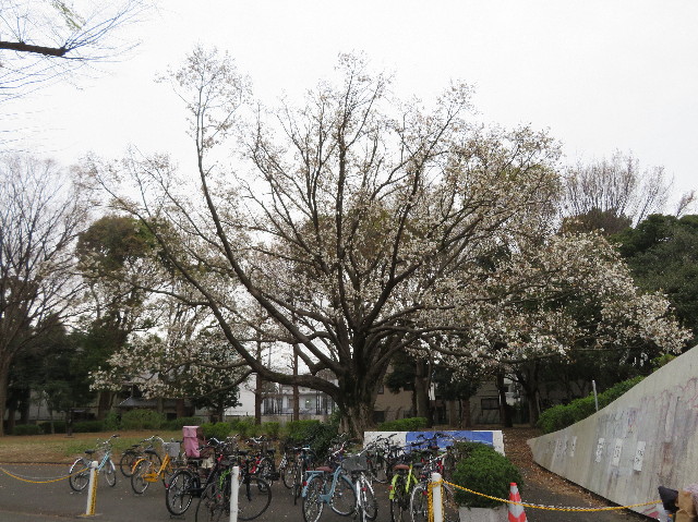 ファイル 7037-3.jpg