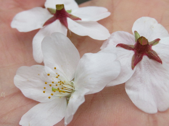 ファイル 7037-5.jpg