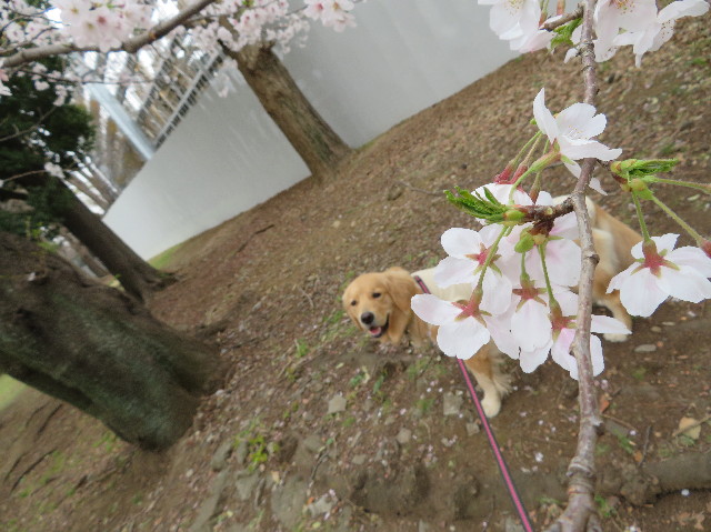 ファイル 7040-1.jpg