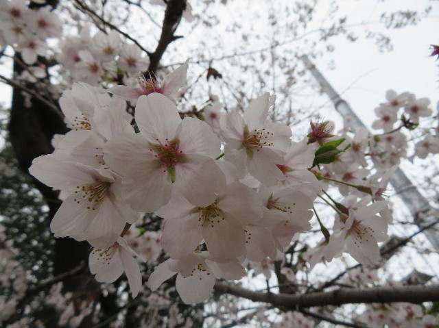 ファイル 7040-2.jpg