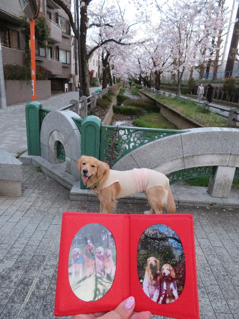 ファイル 7047-1.jpg