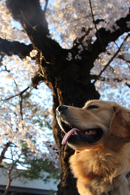 ファイル 7050-5.jpg