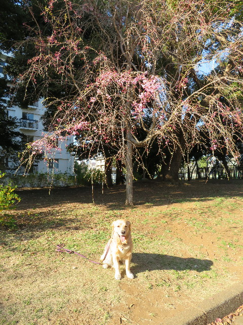 ファイル 7060-3.jpg