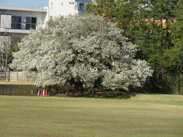 ファイル 7061-2.jpg