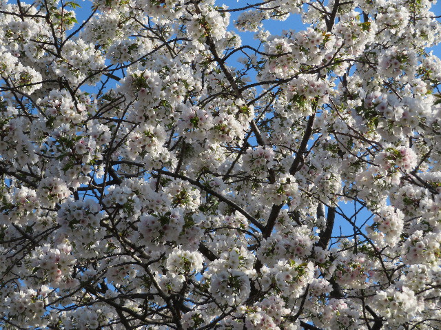 ファイル 7061-5.jpg