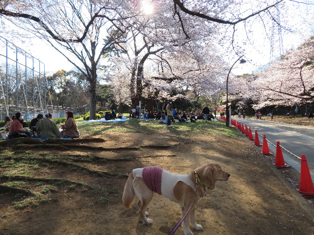 ファイル 7062-2.jpg