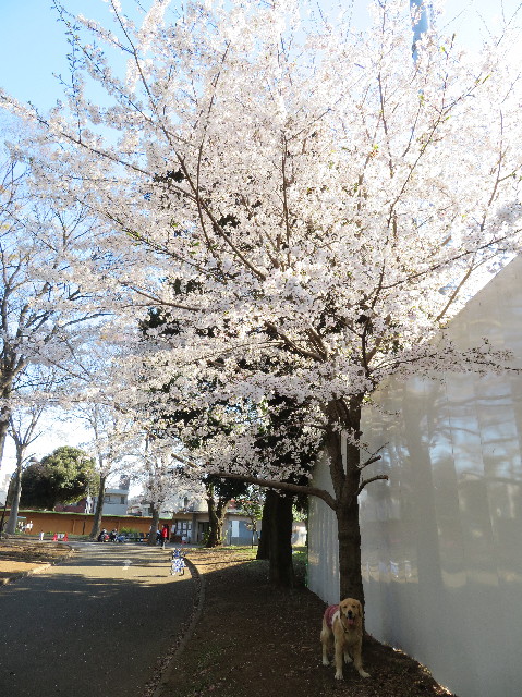 ファイル 7062-4.jpg