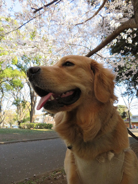 ファイル 7062-5.jpg