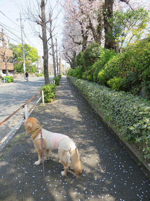 ファイル 7066-1.jpg