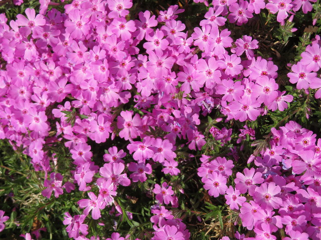 ファイル 7066-4.jpg