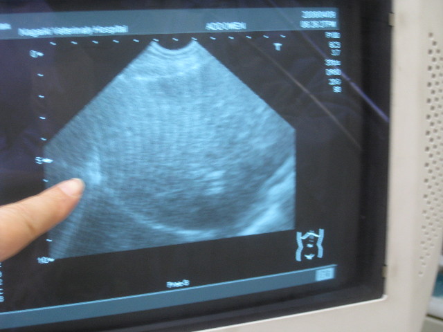 ファイル 707-4.jpg