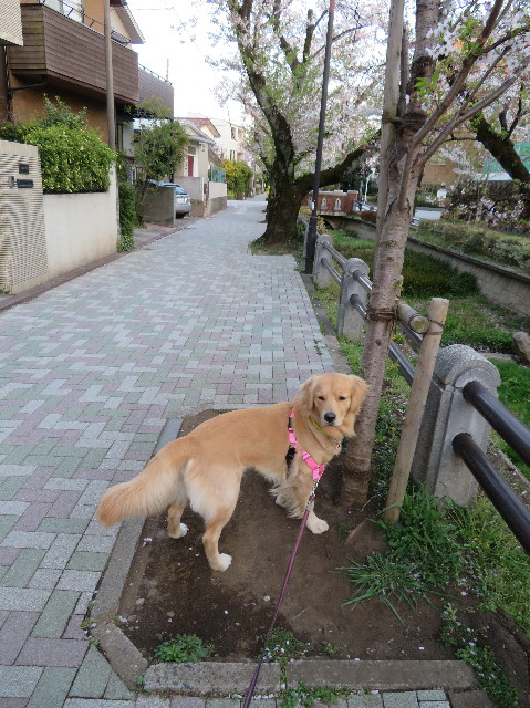 ファイル 7073-2.jpg