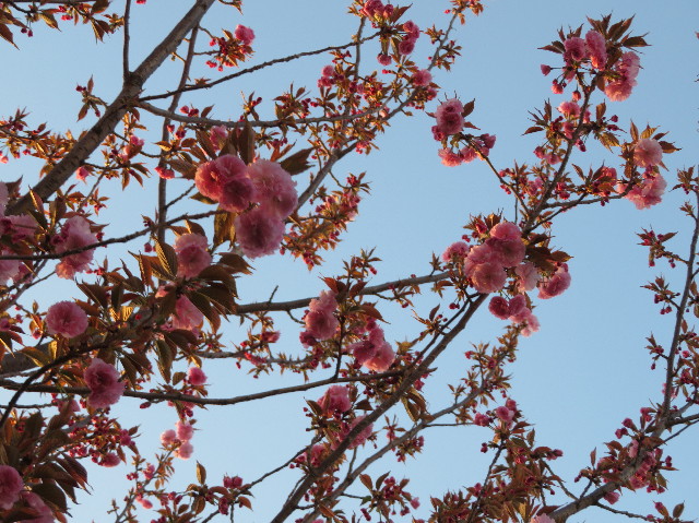 ファイル 7075-2.jpg