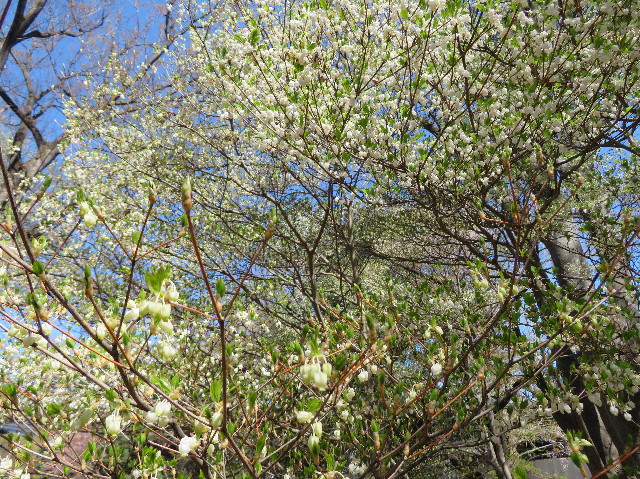 ファイル 7077-5.jpg