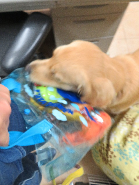 ファイル 7083-1.jpg