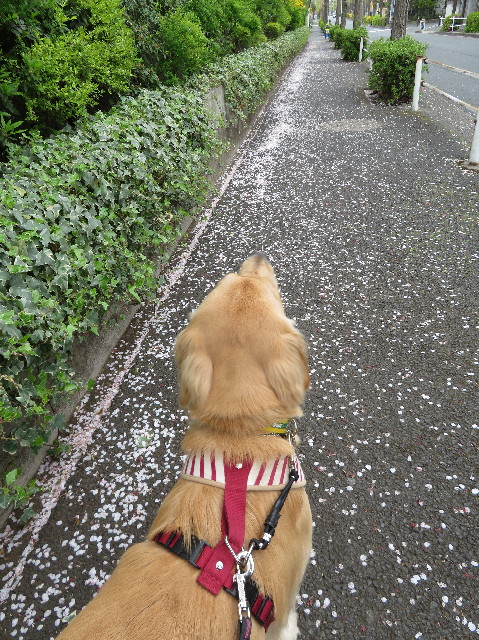 ファイル 7083-5.jpg