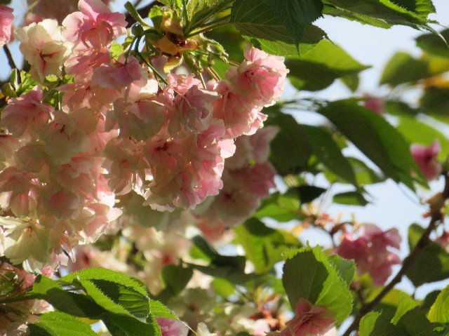 ファイル 7091-4.jpg