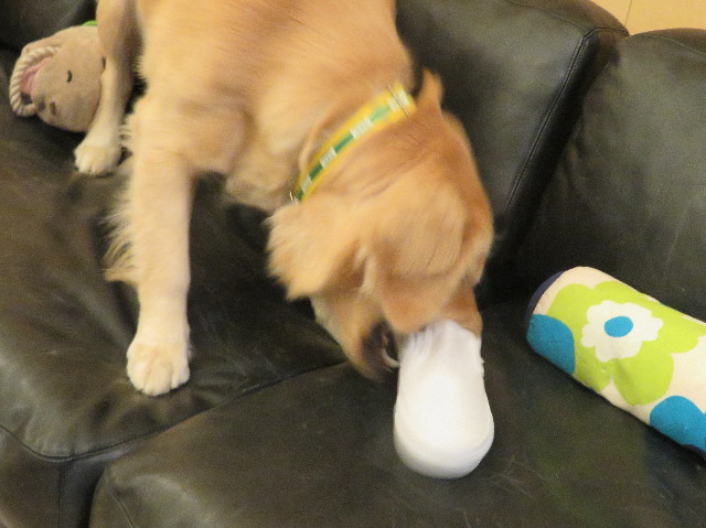 ファイル 7098-1.jpg