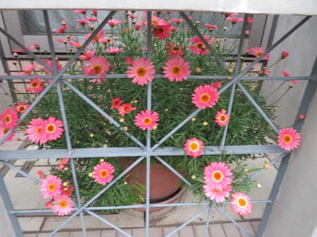 ファイル 7099-3.jpg