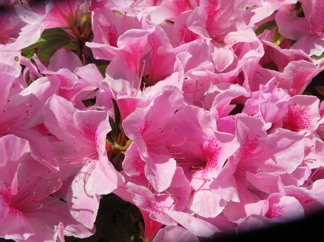 ファイル 7116-5.jpg