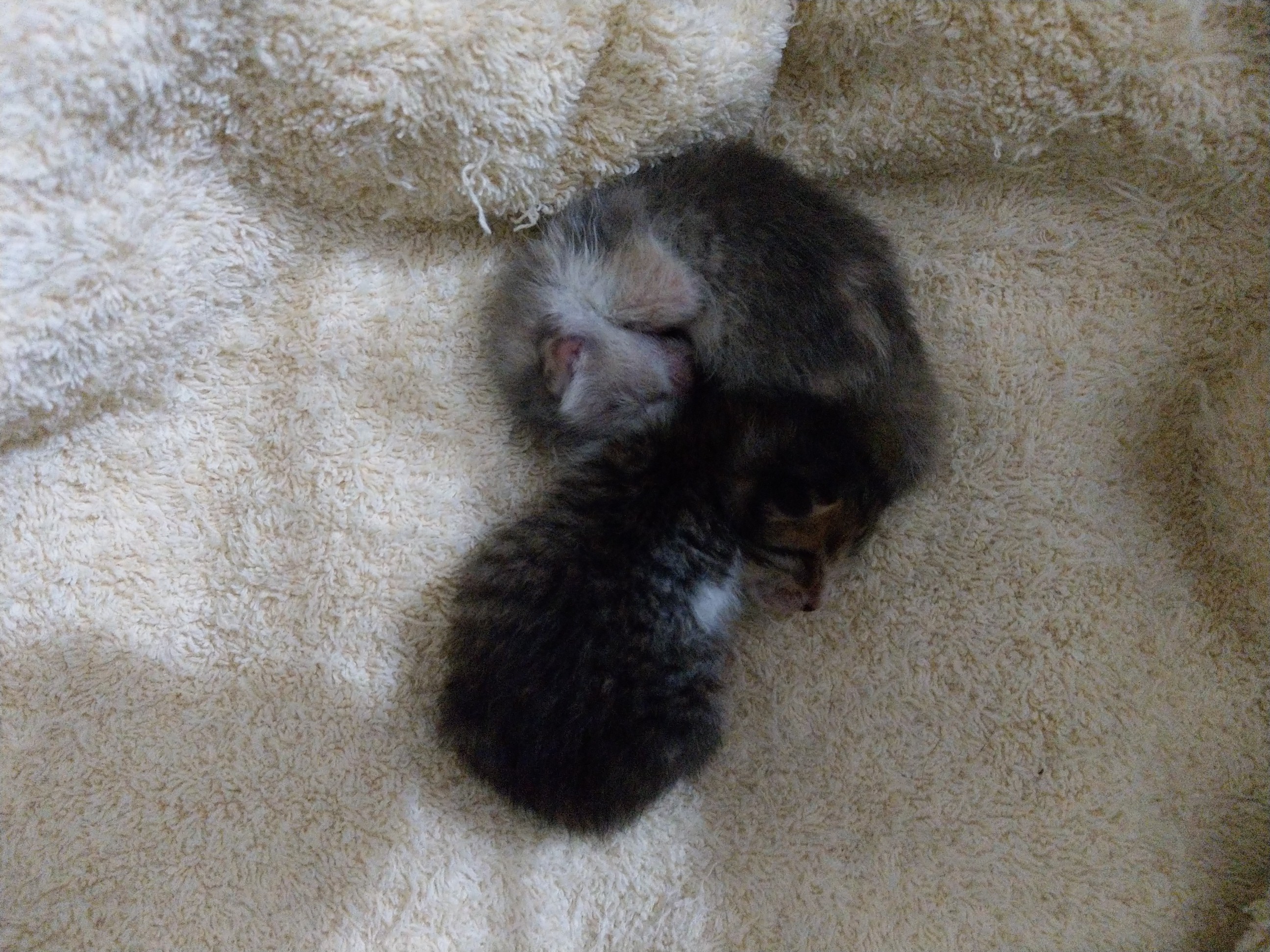 ファイル 7117-1.jpg