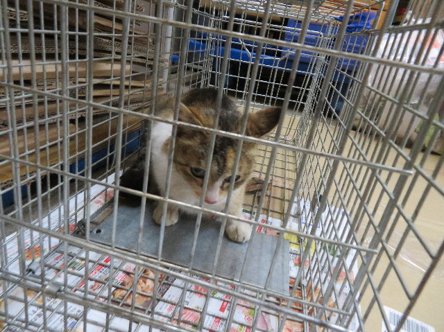 ファイル 7117-3.jpg