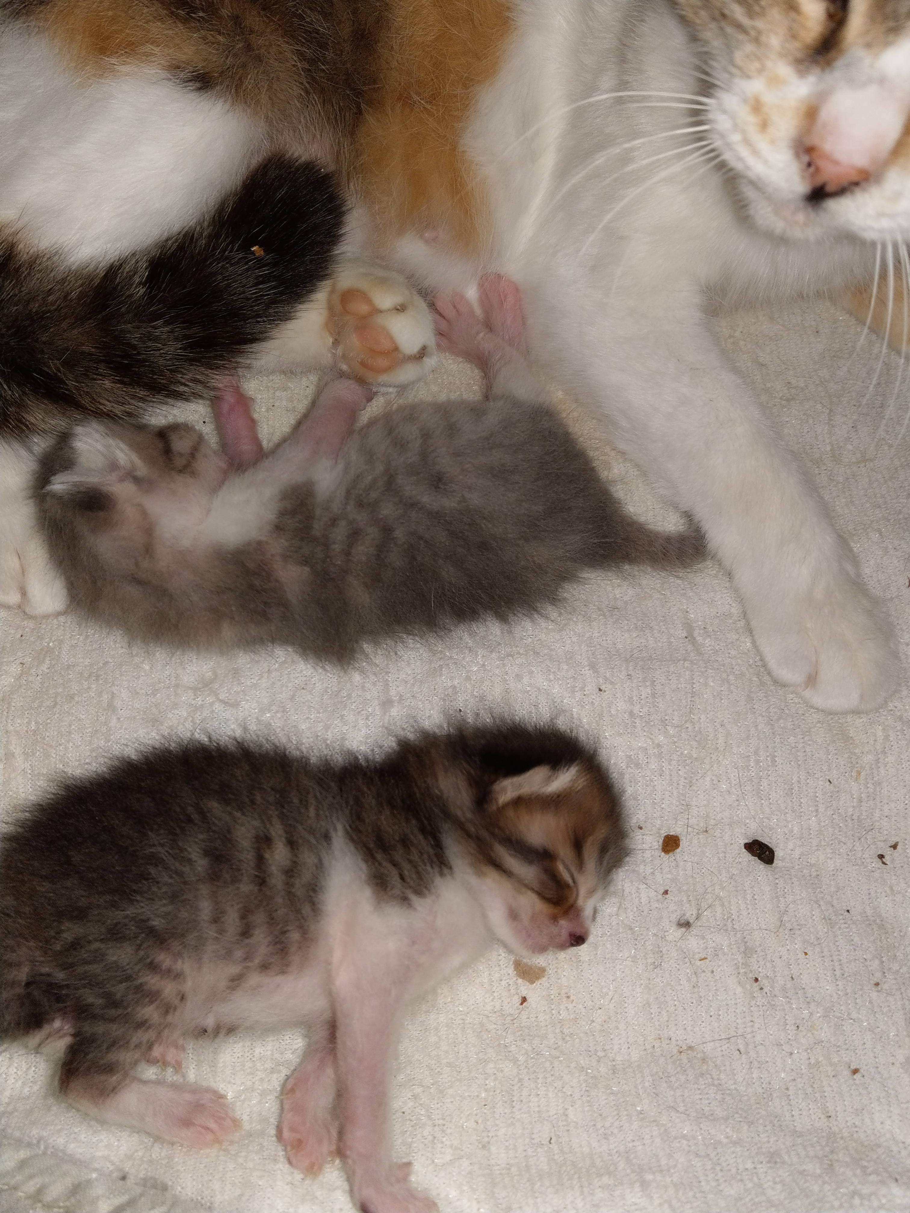 ファイル 7117-4.jpg