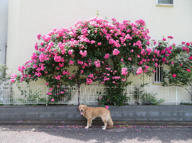 ファイル 7131-5.jpg