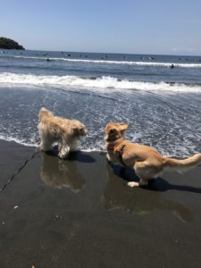 ファイル 7132-5.jpeg