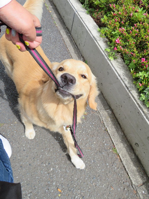 ファイル 7138-1.jpg