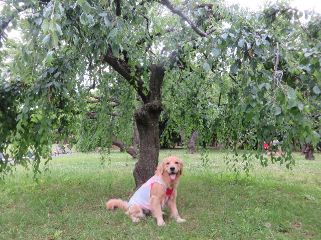 ファイル 7152-2.jpg