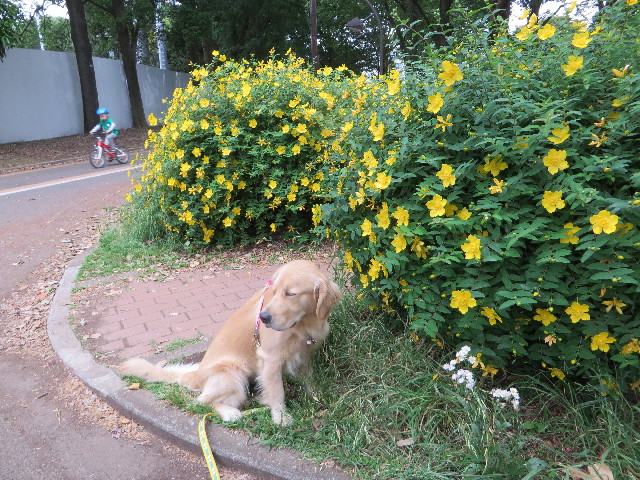 ファイル 7153-1.jpg