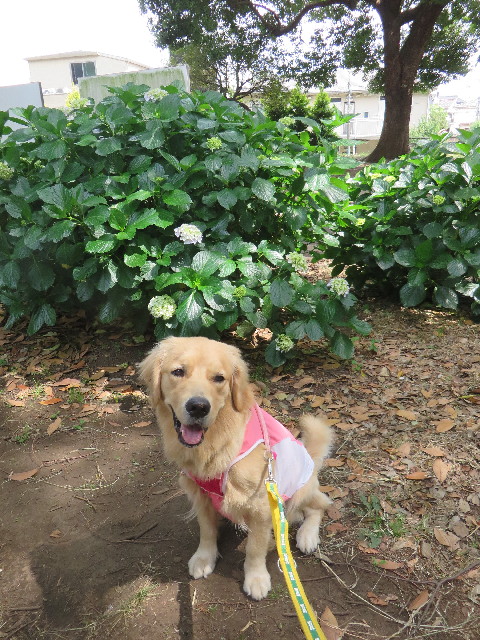 ファイル 7155-2.jpg