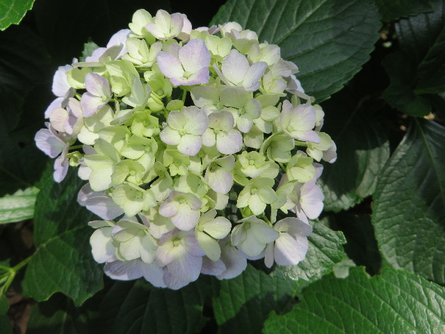 ファイル 7155-3.jpg