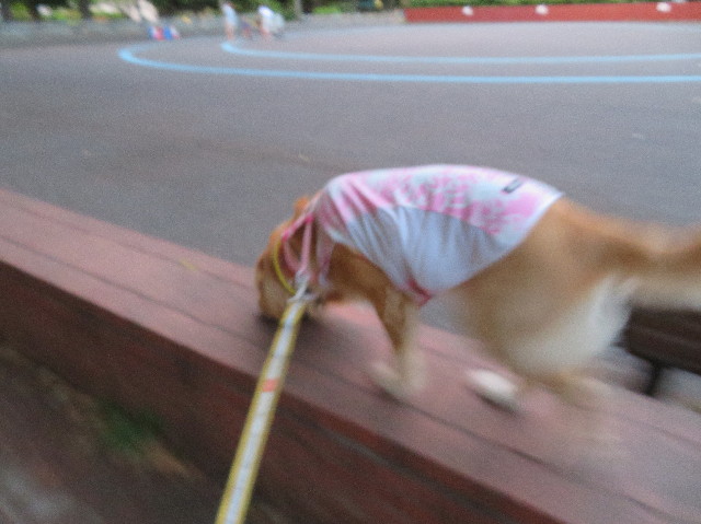 ファイル 7165-1.jpg