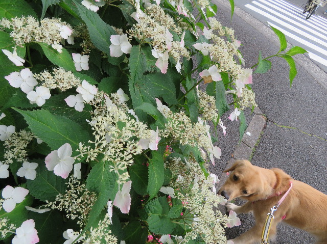 ファイル 7172-1.jpg