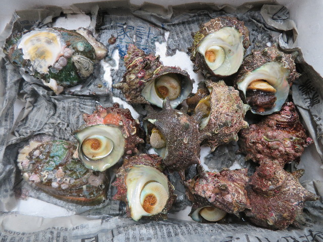 ファイル 7177-2.jpg