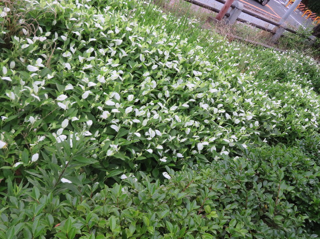 ファイル 7184-1.jpg