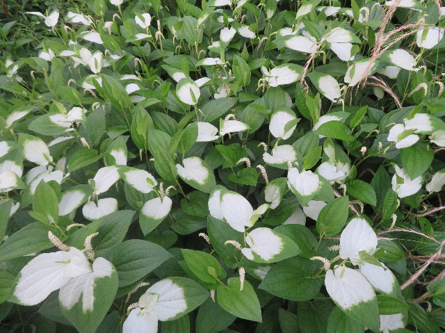 ファイル 7184-2.jpg