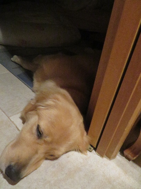 ファイル 7187-1.jpg