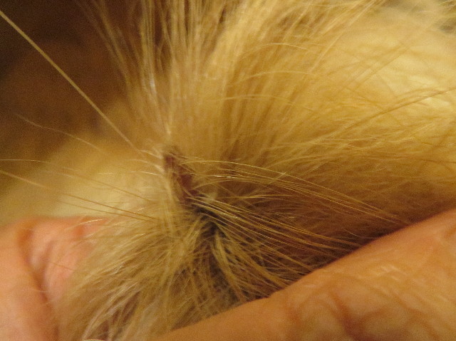 ファイル 7187-4.jpg