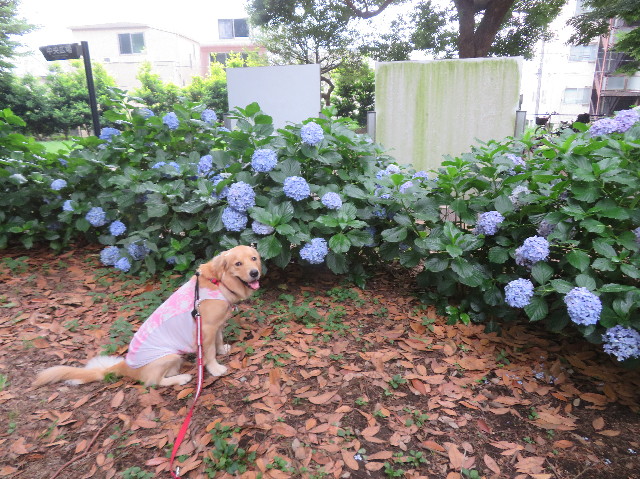 ファイル 7206-2.jpg