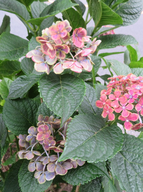 ファイル 7209-3.jpg