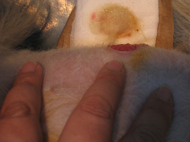 ファイル 721-3.jpg