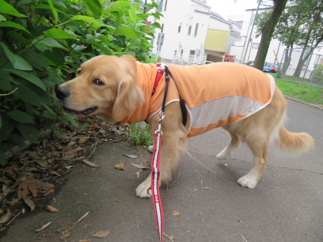 ファイル 7232-3.jpg