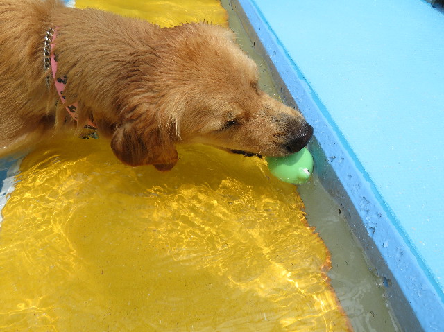 ファイル 7245-1.jpg