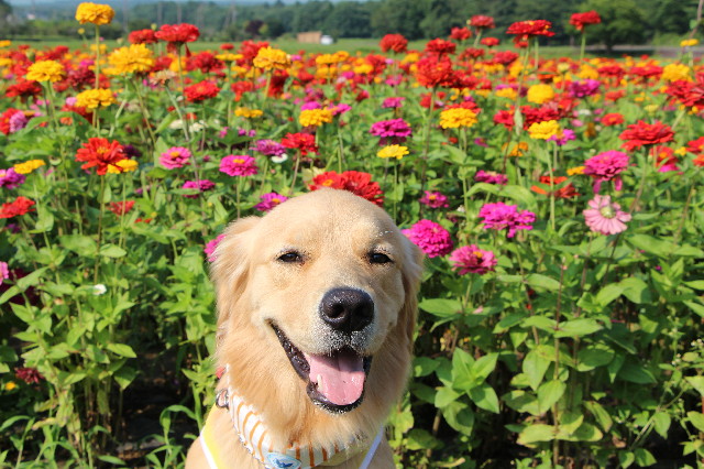 ファイル 7246-1.jpg