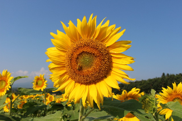 ファイル 7246-5.jpg