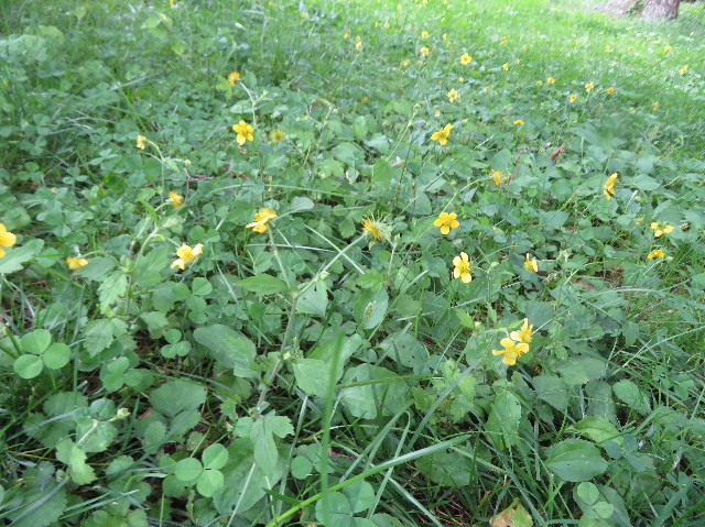 ファイル 7253-2.jpg