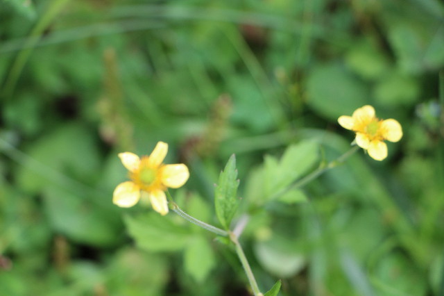 ファイル 7253-3.jpg